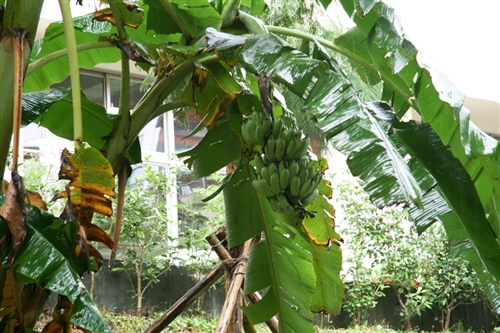 社群網站Facebook的虛擬「開心農場」，帶來了一股種田的風潮，但本校蘭陽校園早已掀起真實版的「種菜」熱潮，師生種得不亦樂乎，既能加菜又能享受種菜樂趣。