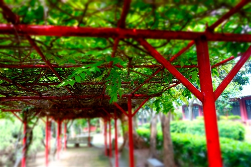 乘著夏日光影校園尋境。