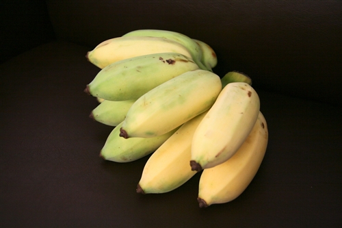 社群網站Facebook的虛擬「開心農場」，帶來了一股種田的風潮，但本校蘭陽校園早已掀起真實版的「種菜」熱潮，師生種得不亦樂乎，既能加菜又能享受種菜樂趣。