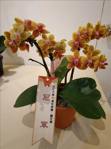 An Orchid Exhibition at the TKU Tamsui Campus