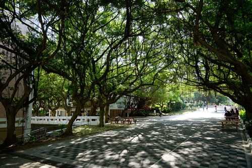 乘著夏日光影校園尋境。