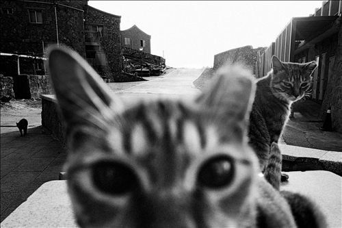 張良一圖文特寫類第二名