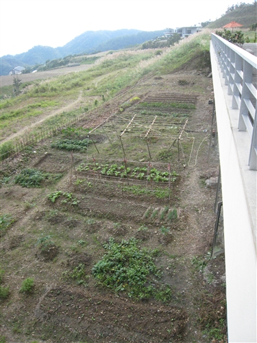 社群網站Facebook的虛擬「開心農場」，帶來了一股種田的風潮，但本校蘭陽校園早已掀起真實版的「種菜」熱潮，師生種得不亦樂乎，既能加菜又能享受種菜樂趣。