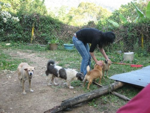本校關懷動物社的學生於1月23、24日至台北縣萬里鄉一家私人動物收容所，協助清理動物居住環境。〈照片來源：94學年度寒假本校關懷動物社至台中縣私人流浪狗收容場〉
