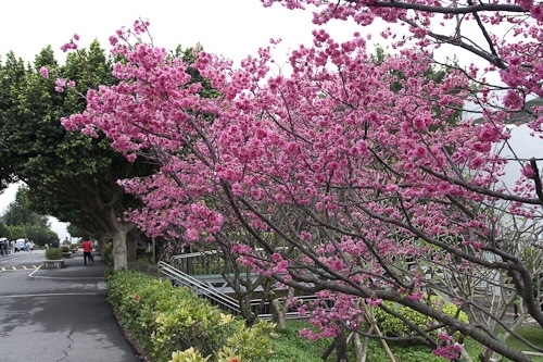 乍暖還寒逢春時，本校校花--櫻花，已悄然地在校園各角落如海事博物館旁、牧羊草坪、瀛苑前及學生活動中心旁正綻放著一樹芳華，緋紅色的花朵嬌豔地迎接剛開學的學子。