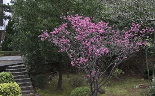 乍暖還寒逢春時，本校校花--櫻花，已悄然地在校園各角落如海事博物館旁、牧羊草坪、瀛苑前及學生活動中心旁正綻放著一樹芳華，緋紅色的花朵嬌豔地迎接剛開學的學子。