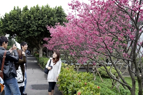 乍暖還寒逢春時，本校校花--櫻花，已悄然地在校園各角落如海事博物館旁、牧羊草坪、瀛苑前及學生活動中心旁正綻放著一樹芳華，緋紅色的花朵嬌豔地迎接剛開學的學子。