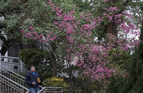 乍暖還寒逢春時，本校校花--櫻花，已悄然地在校園各角落如海事博物館旁、牧羊草坪、瀛苑前及學生活動中心旁正綻放著一樹芳華，緋紅色的花朵嬌豔地迎接剛開學的學子。