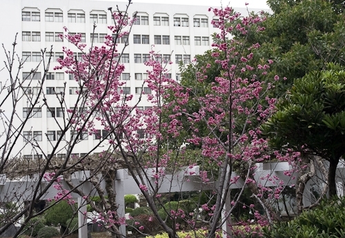 乍暖還寒逢春時，本校校花--櫻花，已悄然地在校園各角落如海事博物館旁、牧羊草坪、瀛苑前及學生活動中心旁正綻放著一樹芳華，緋紅色的花朵嬌豔地迎接剛開學的學子。