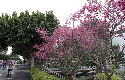 乍暖還寒逢春時，本校校花--櫻花，已悄然地在校園各角落如海事博物館旁、牧羊草坪、瀛苑前及學生活動中心旁正綻放著一樹芳華，緋紅色的花朵嬌豔地迎接剛開學的學子。