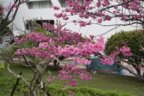 乍暖還寒逢春時，本校校花--櫻花，已悄然地在校園各角落如海事博物館旁、牧羊草坪、瀛苑前及學生活動中心旁正綻放著一樹芳華，緋紅色的花朵嬌豔地迎接剛開學的學子。