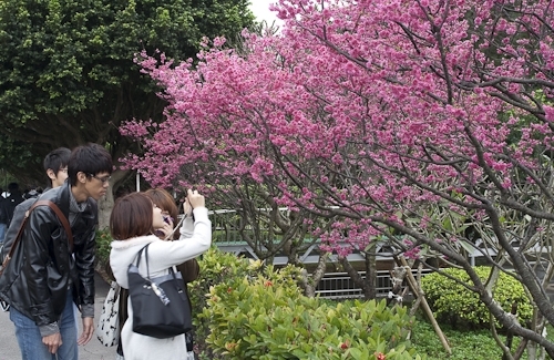 乍暖還寒逢春時，本校校花--櫻花，已悄然地在校園各角落如海事博物館旁、牧羊草坪、瀛苑前及學生活動中心旁正綻放著一樹芳華，緋紅色的花朵嬌豔地迎接剛開學的學子。