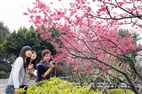 春櫻嬌豔迎學子