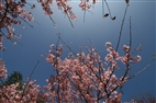 吉野櫻