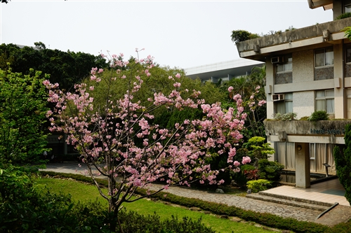 Spring Flowers On Every Campus