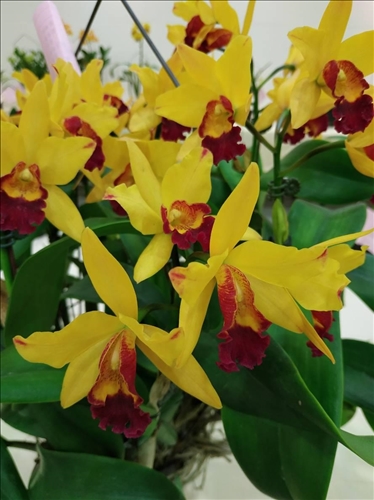 An Orchid Exhibition at the TKU Tamsui Campus