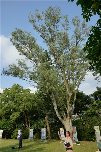 A Communication Takes Place Between the People and the Trees at TKU