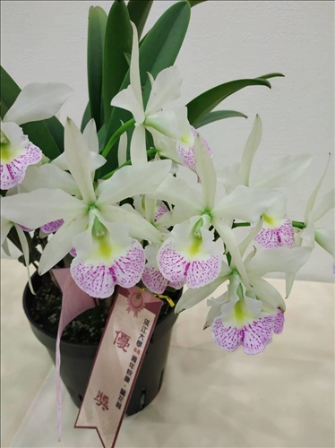 An Orchid Exhibition at the TKU Tamsui Campus