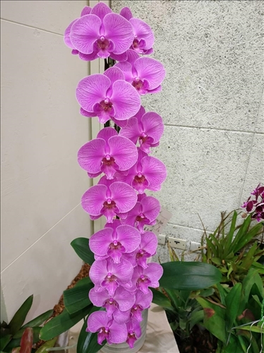 An Orchid Exhibition at the TKU Tamsui Campus