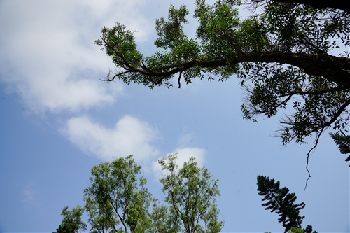 A Communication Takes Place Between the People and the Trees at TKU