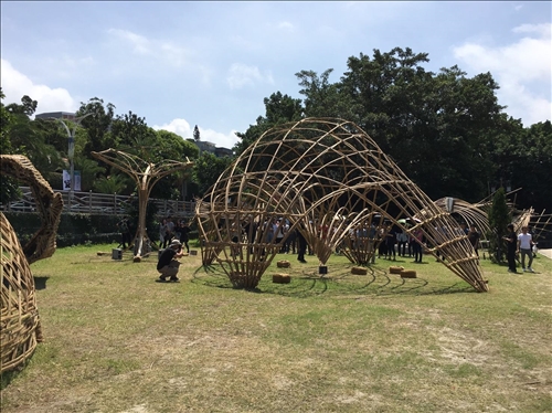 Showcasing the Beauty of Bamboo