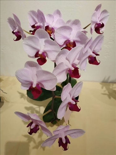 An Orchid Exhibition at the TKU Tamsui Campus
