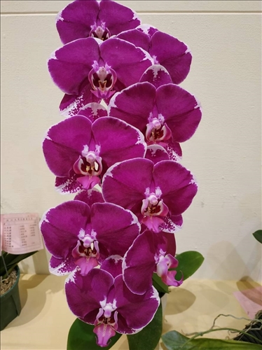 An Orchid Exhibition at the TKU Tamsui Campus