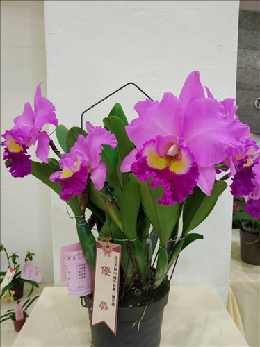 An Orchid Exhibition at the TKU Tamsui Campus