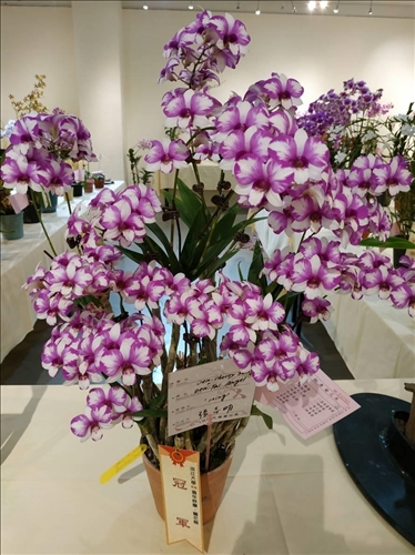 An Orchid Exhibition at the TKU Tamsui Campus