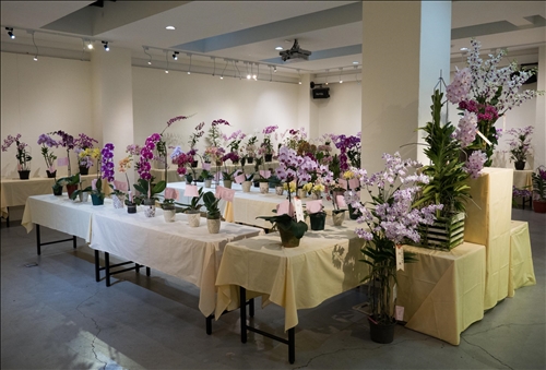 An Orchid Exhibition at the TKU Tamsui Campus