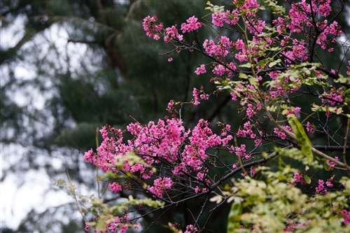 Spring Flowers On Every Campus