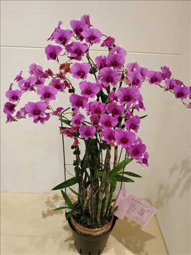 An Orchid Exhibition at the TKU Tamsui Campus