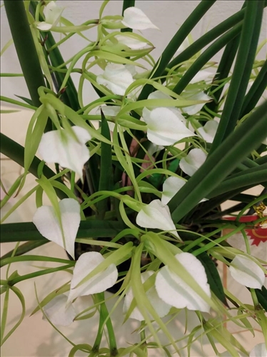 An Orchid Exhibition at the TKU Tamsui Campus