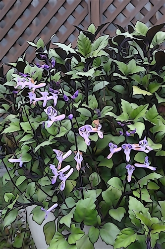 Spring is in the Air at TKU