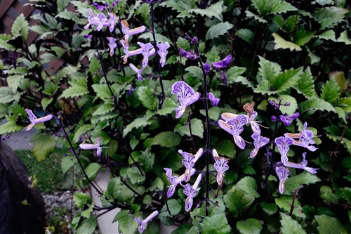 Spring is in the Air at TKU