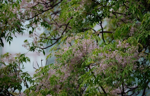 Spring Flowers On Every Campus