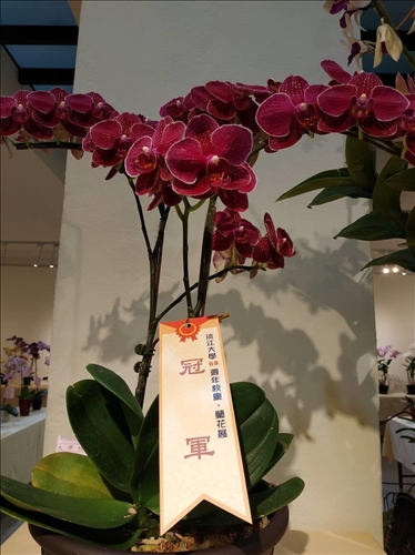 An Orchid Exhibition at the TKU Tamsui Campus