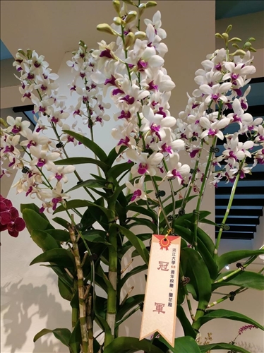 An Orchid Exhibition at the TKU Tamsui Campus