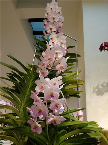 An Orchid Exhibition at the TKU Tamsui Campus