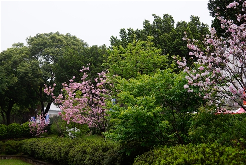 Spring Flowers On Every Campus