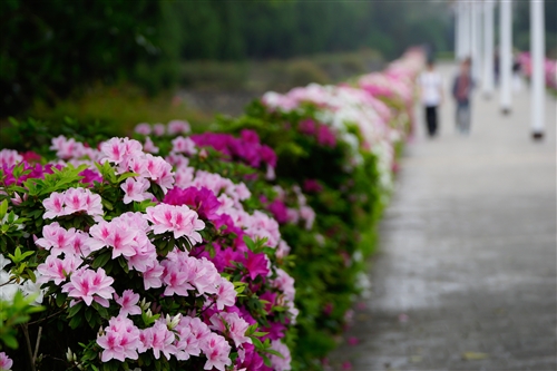 Spring Flowers On Every Campus