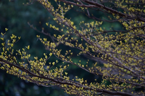 Spring Flowers On Every Campus