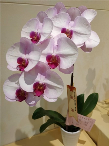 An Orchid Exhibition at the TKU Tamsui Campus