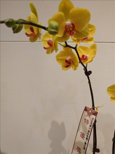An Orchid Exhibition at the TKU Tamsui Campus