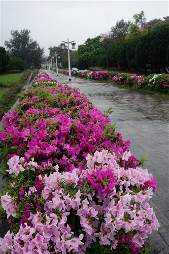 Spring Flowers On Every Campus