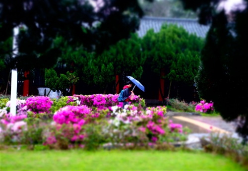 Spring Flowers On Every Campus