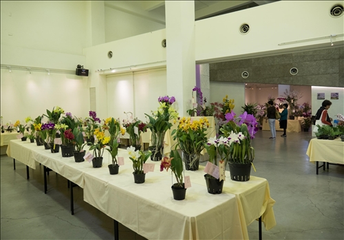 An Orchid Exhibition at the TKU Tamsui Campus